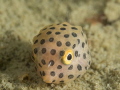 Juvenile boxfish