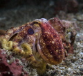 Mototi Octopus in the Lembeh Strait