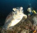 A turtle fancies the dome port- either as jelly-fish food or to see its own image?