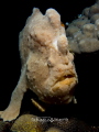Giant Frogfish off of Siquijor Island.  Uncropped image.  One of my bucket list checked off!