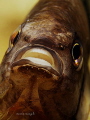 Damsel Fish
