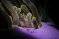 Shrimp on anemone