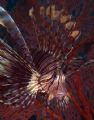 A lionfish in ambush, perhaps mimicing nearby crinoids on red sea fan who are starting to feed.
S2Pro, DS-125