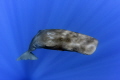 adolescent sperm whale photo taken under permit adolescent sperm whale photo taken under permit