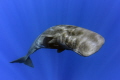 Another sperm whale photo...taken under permit Another sperm whale photo...taken under permit