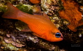 simply red....
Apogon Imberbis
France mediterranean sea simply red....
Apogon Imberbis
France mediterranean sea