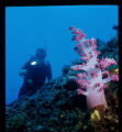 magnificient soft coral growth on the wreck of the Korean bulk carrier 'Sanko Harvest'that struck a reef and sank near the West Australian town of Espoerance on the southern ocean coastline. Nikonos V (20mm wide lens) Kodak Ektachrome 100ASA.