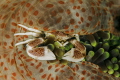 Porcelain crab in the anemone Porcelain crab in the anemone