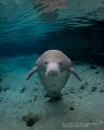 I believe I can fly
Florida manatee in House spring I believe I can fly
Florida manatee in House spring
