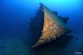 Isonzo wreck Ship sunken the 10 april 1943 torpedoed by the british submarine Safari. It s lying in southern Sardinia Italy on a sand bottom at 56 meters depth. Isonzo wreck Ship sunken the 10 april 1943 torpedoed by the british submarine Safari. It s lying in southern Sardinia Italy on a sand bottom at 56 meters depth.