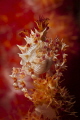 Candy crab on soft coral Candy crab on soft coral