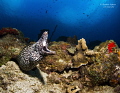 Moray s Roar A Spotted Moray surveys the reef. Moray s Roar A Spotted Moray surveys the reef.