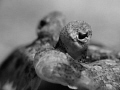 Flounder B/W Flounder B/W