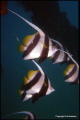 Bannerfish (Heniochus acuminatus)escort divers at the world-famous Navy Pier at Exmouth, Western Australia. Photographed using Nikonos 1V-A, 35mm lens, focusing distance 3foot (1metre) Nikonos SB105 Flash unit.Kodak Ektachrome 100ASA.