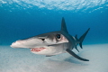 Blue Eyed Beauty
A hammerhead shark off the coast of Bimini Bahamas Blue Eyed Beauty
A hammerhead shark off the coast of Bimini Bahamas