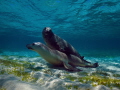 A big hug under water between a male and a female sea lion A big hug under water between a male and a female sea lion