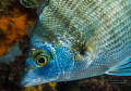 shiny....
sea bream close up shiny....
sea bream close up