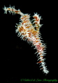 Ornate Ghost Pipe fish Ornate Ghost Pipe fish