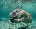 Florida Manatee having an itch Florida Manatee having an itch