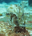 Heard of 3 seahorses in the are of the Atlantis submarine on Cozumel. Dive near there on shore dives and found 2 today along with a lot of pipe and dwarf pipe horses. Cool afternoon. Heard of 3 seahorses in the are of the Atlantis submarine on Cozumel. Dive near there on shore dives and found 2 today along with a lot of pipe and dwarf pipe horses. Cool afternoon.