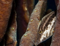 I m not here A Slender Filefish Monacanthus tuckeri hides in the rope sponge I m not here A Slender Filefish Monacanthus tuckeri hides in the rope sponge
