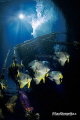 Thr group of bathfish under the magic jetty Thr group of bathfish under the magic jetty