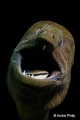 Scary or lovely Giant Moray during a dental care
Komodo Indonesia Scary or lovely Giant Moray during a dental care
Komodo Indonesia