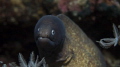 White eyed Moray White eyed Moray