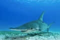 one of the most elegant sharks Bimini 2015 one of the most elegant sharks Bimini 2015