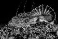Anglerfish in BW Anglerfish in BW