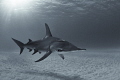 Silver Screen Siren
A hammerhead shark glides over the sand near Bimini Bahamas Silver Screen Siren
A hammerhead shark glides over the sand near Bimini Bahamas