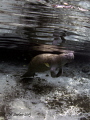 Yesterday I got this shot of a manatee little did I know that this would be the only day that we would find any in the springs. Today we found one outside the springs but in very murky water Yesterday I got this shot of a manatee little did I know that this would be the only day that we would find any in the springs. Today we found one outside the springs but in very murky water