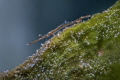 Arrow Shrimp Arrow Shrimp