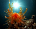 File clam known as limaria sp File clam known as limaria sp
