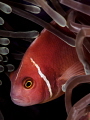 Reprobate. Pink Anemonefish Amphiprion perideraion. Mae Haad Thailand EM5 Oly 60mm 1/250 f11 iso100 Inon D2000x2 Reprobate. Pink Anemonefish Amphiprion perideraion. Mae Haad Thailand EM5 Oly 60mm 1/250 f11 iso100 Inon D2000x2