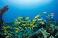 Exploratory diving Indonesia Exploratory diving Indonesia