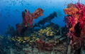 Exploratory diving Indonesia Exploratory diving Indonesia