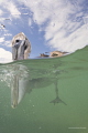While waiting for the Crocodiles to show up we played around with this curious pelican While waiting for the Crocodiles to show up we played around with this curious pelican