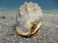 Helmet Conch Helmet Conch