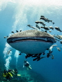Expect nothing. Live frugally on surprise. Alice Walker. Whale Shark Rhincodon typus. Sail Rock Thailand EM5 Panasonic 8mm iso200 f7.1 1/80 Expect nothing. Live frugally on surprise. Alice Walker. Whale Shark Rhincodon typus. Sail Rock Thailand EM5 Panasonic 8mm iso200 f7.1 1/80