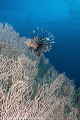 Gorgonian and Lionfish Ras Um Sid Gorgonian and Lionfish Ras Um Sid
