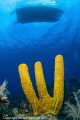 Yellow Sponge Grand Cayman East End Yellow Sponge Grand Cayman East End