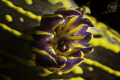 12/ The branchs of the Hypselodoris picta the most common nudibranch of Lanzarote. I read this nudi had 11 branchs before taking this picture it appears to be 10 12. 12/ The branchs of the Hypselodoris picta the most common nudibranch of Lanzarote. I read this nudi had 11 branchs before taking this picture it appears to be 10 12.