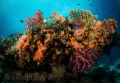 exploratory diving Indonesia exploratory diving Indonesia