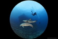 Surprisingly
Dolphins came to wreck Giannis D unexpectedly. It was amazing. But this morning I took to test the circular lens... Surprisingly
Dolphins came to wreck Giannis D unexpectedly. It was amazing. But this morning I took to test the circular lens...