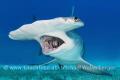 Great Hammerhead Bimini 2015 really a very impressive animal.... Great Hammerhead Bimini 2015 really a very impressive animal....
