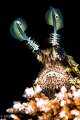 Lionfish on hard coral. Lionfish on hard coral.
