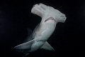 Out of the Darkness
A hammerhead at night near Bimini Bahamas Out of the Darkness
A hammerhead at night near Bimini Bahamas
