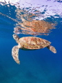 Skin dive with Turtle Skin dive with Turtle