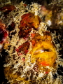 In yer Face. Frogfish Antennarius sp. Chaloklum Thailand EM5 Oly 60mm 1/250 f18 iso100 Inon D2000x2 In yer Face. Frogfish Antennarius sp. Chaloklum Thailand EM5 Oly 60mm 1/250 f18 iso100 Inon D2000x2